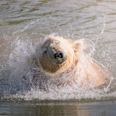 Ewa the Polar Bear