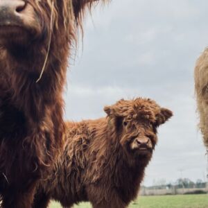 Rare Breeds
