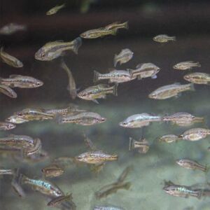 Butterfly Splitfin