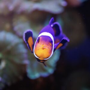 Common Clownfish