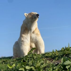 Hope the polar bear at Jimmy's Farm & Wildlife Park