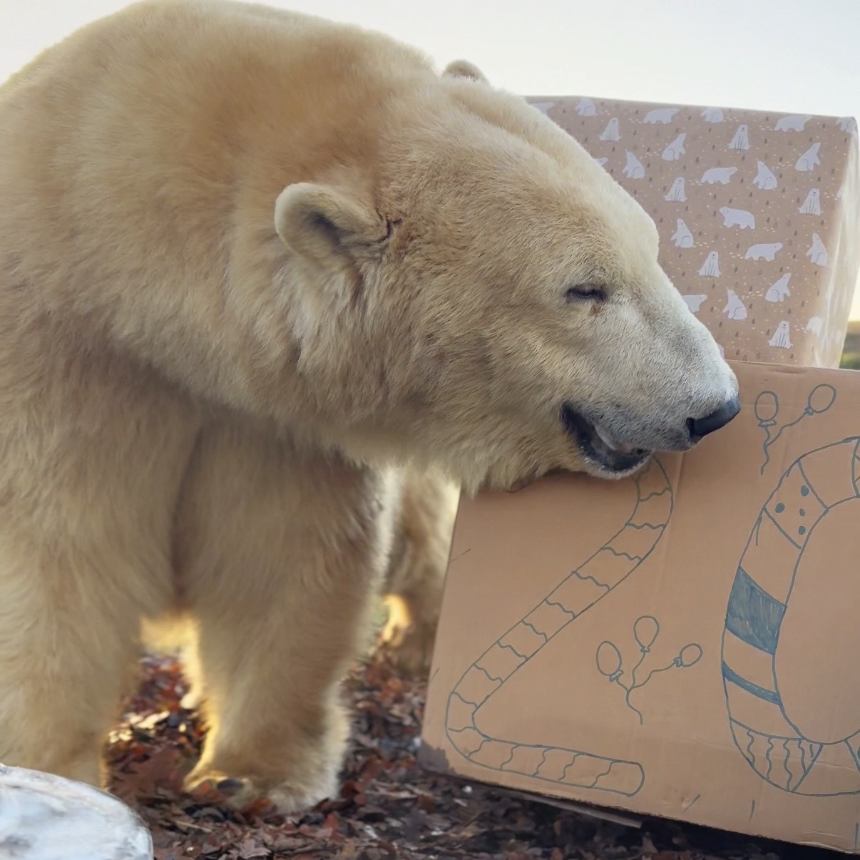 Ewa the Polar Bear with her enrichment presents