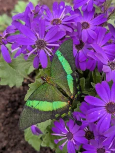 Green butterfly