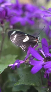 Black butterfly with white wing markings and a small red accent feeding on vibrant purple flowers, with a softly blurred floral background.
