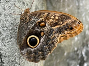 Butterfly closeup