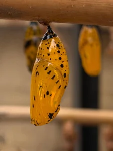 Close-up of a golden-orange butterfly chrysalis with black speckles hanging from a wooden rod, with other chrysalises softly blurred in the background.