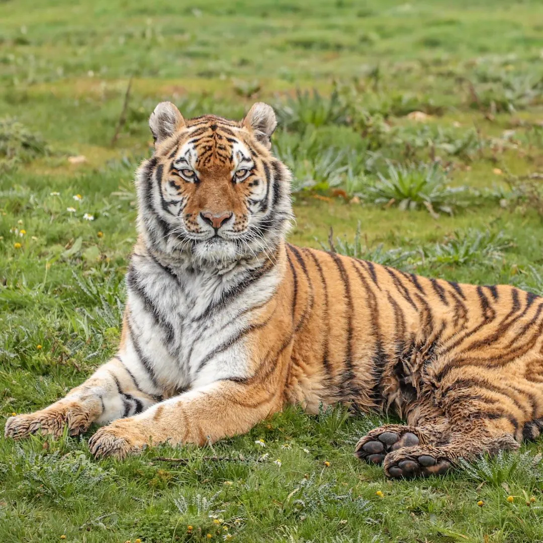 Kalinka the tiger