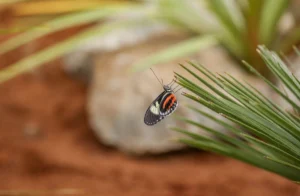 Small black butterfly with pale green and bright red markings resting on slender green leaves, with a softly blurred natural background.