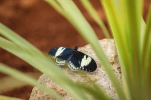 Black butterfly with white wing patches resting on a pale rock, framed by green leaves with a warm, blurred background.