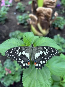 Black and white spotted butterfly with small orange and blue markings on its lower wings
