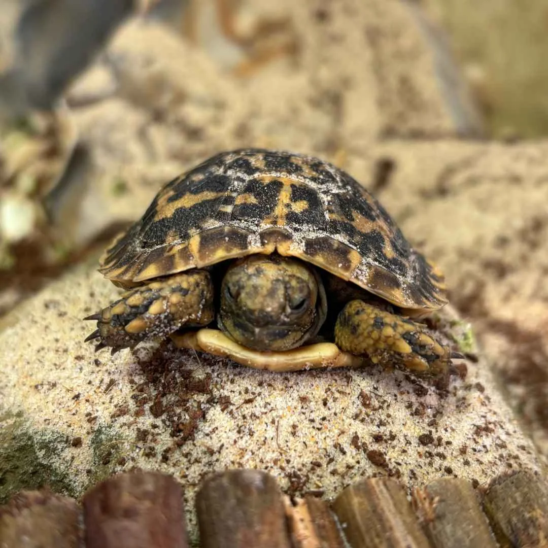 Critically Endangered Pancake Tortoise Hatches at Jimmy’s Farm & Wildlife Park!
