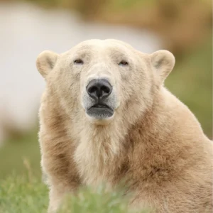 Polar Bear, The Lost Lands of the Tundra