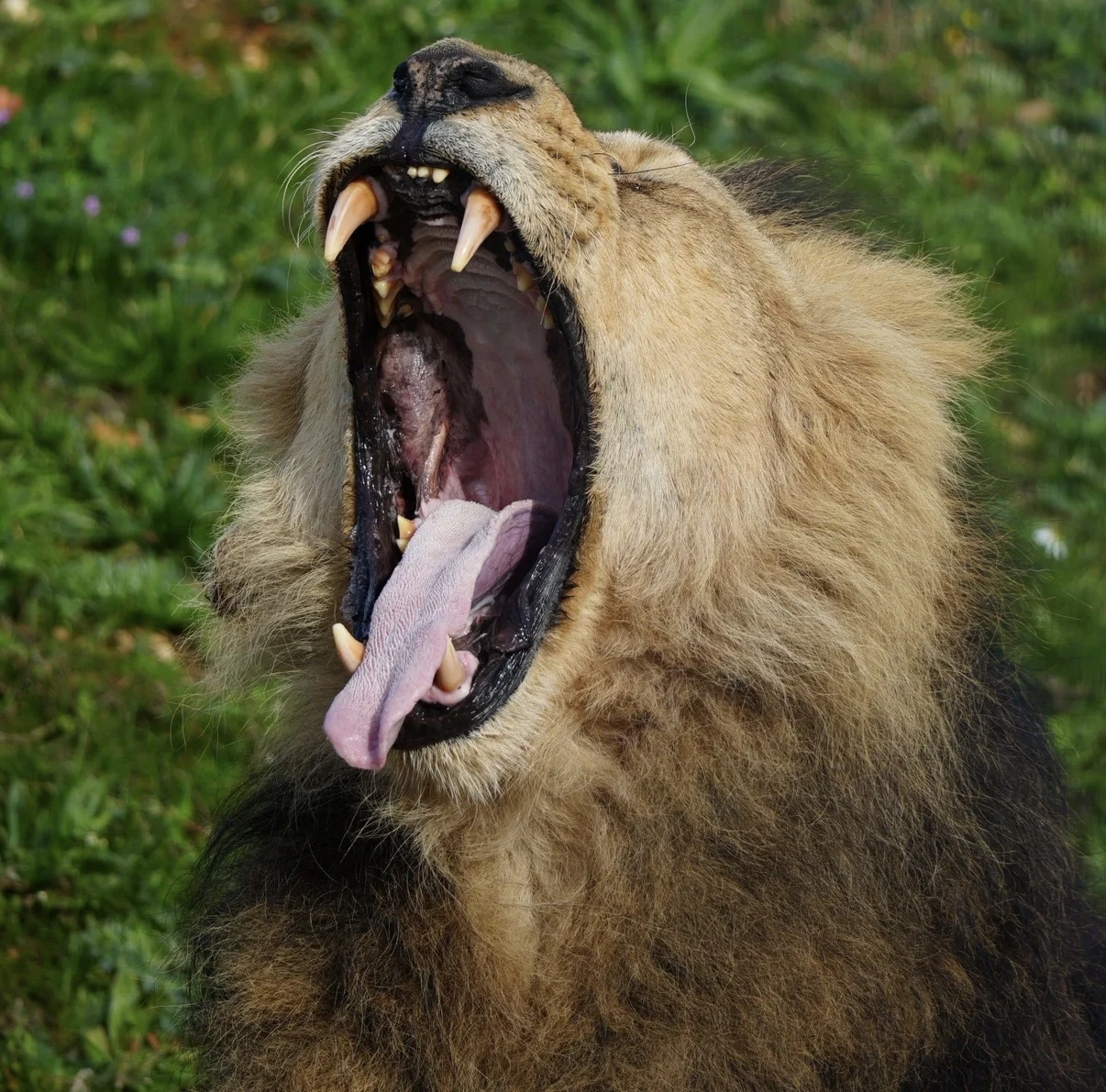 Kamal roar