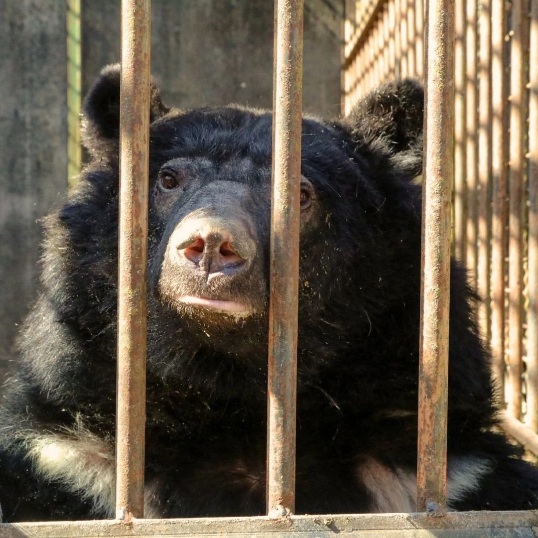 Bara the moon bear living in south korea bile farm Jimmy Doherty crouching beside a caged moon bear at a former bear bile farm in South Korea