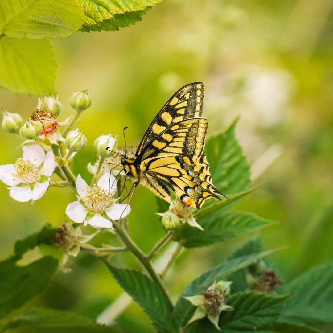 British swallowtail on flowers in Norfolk Broads Jimmy Doherty with Lorraine Kelly on the set of ITV's Lorraine