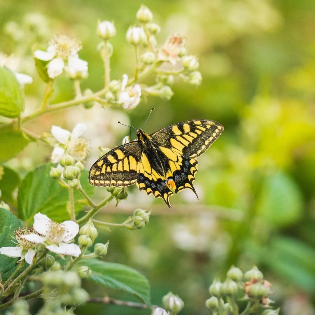 British swallowtail on flowers in the Norfolk broads 2 Jimmy Doherty crouching beside a caged moon bear at a former bear bile farm in South Korea