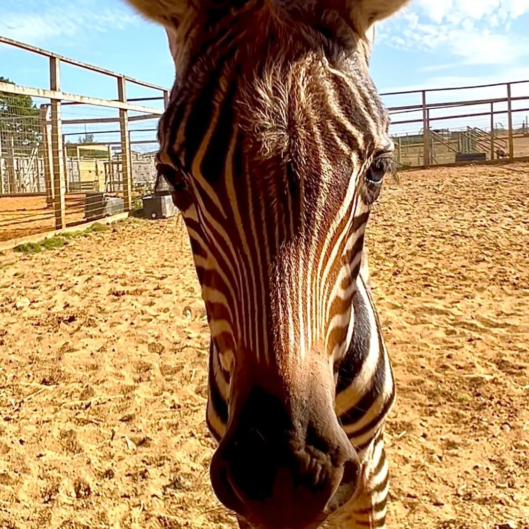 beau grant's zebra foal close up