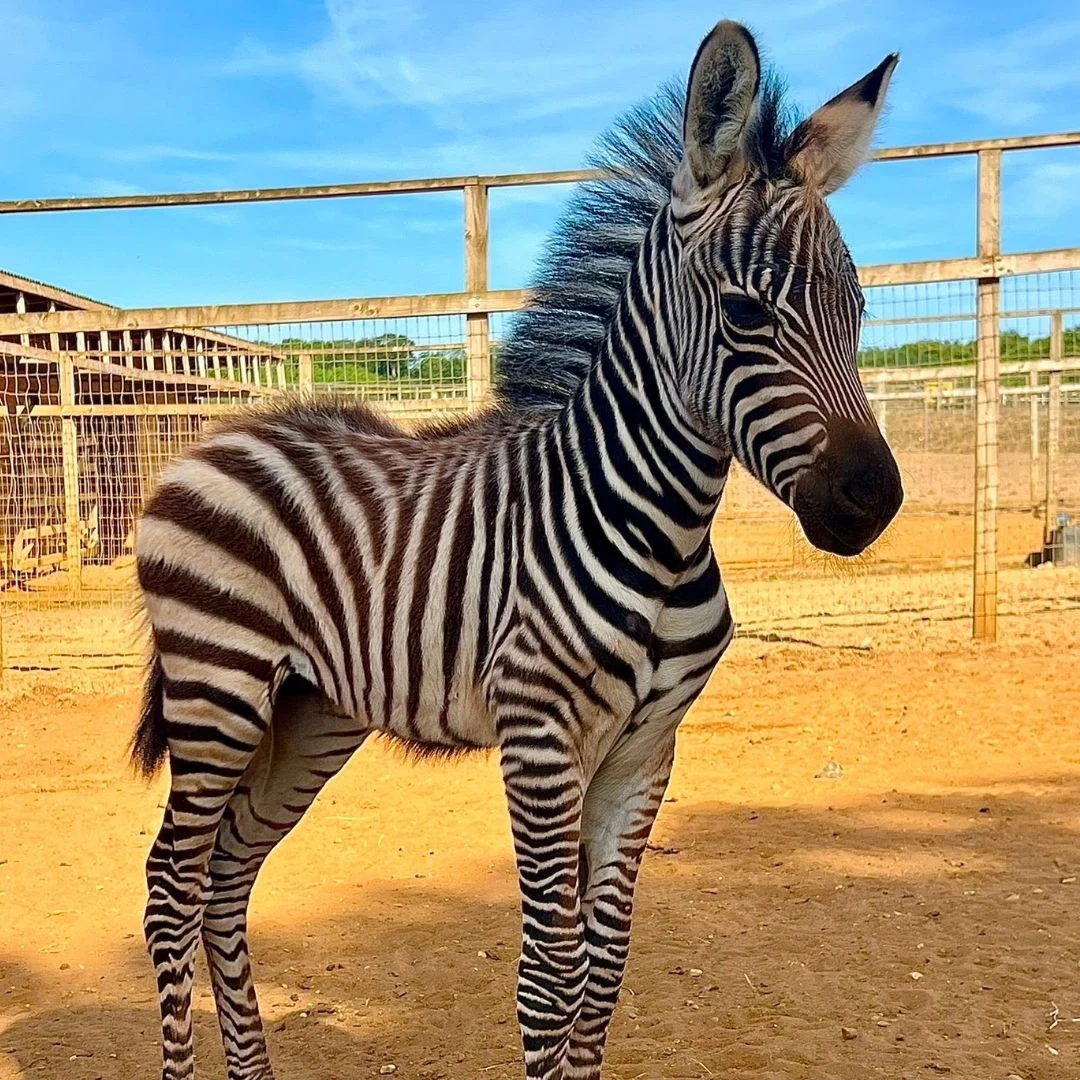 beautiful beau the grants zebra foal