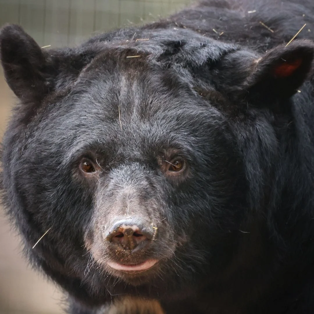 BARA rescued moon bear from south korea