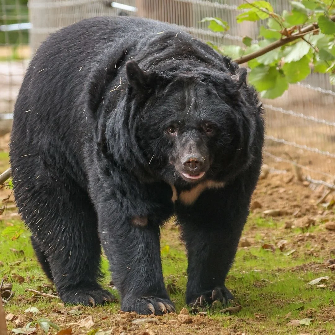 BARA at jimmys farm and wildlife park after being rescued from south korea BARA at jimmys farm and wildlife park after being rescued from south korea