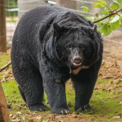 Five rescued moon bears arrive at Jimmy’s Farm & Wildlife Park