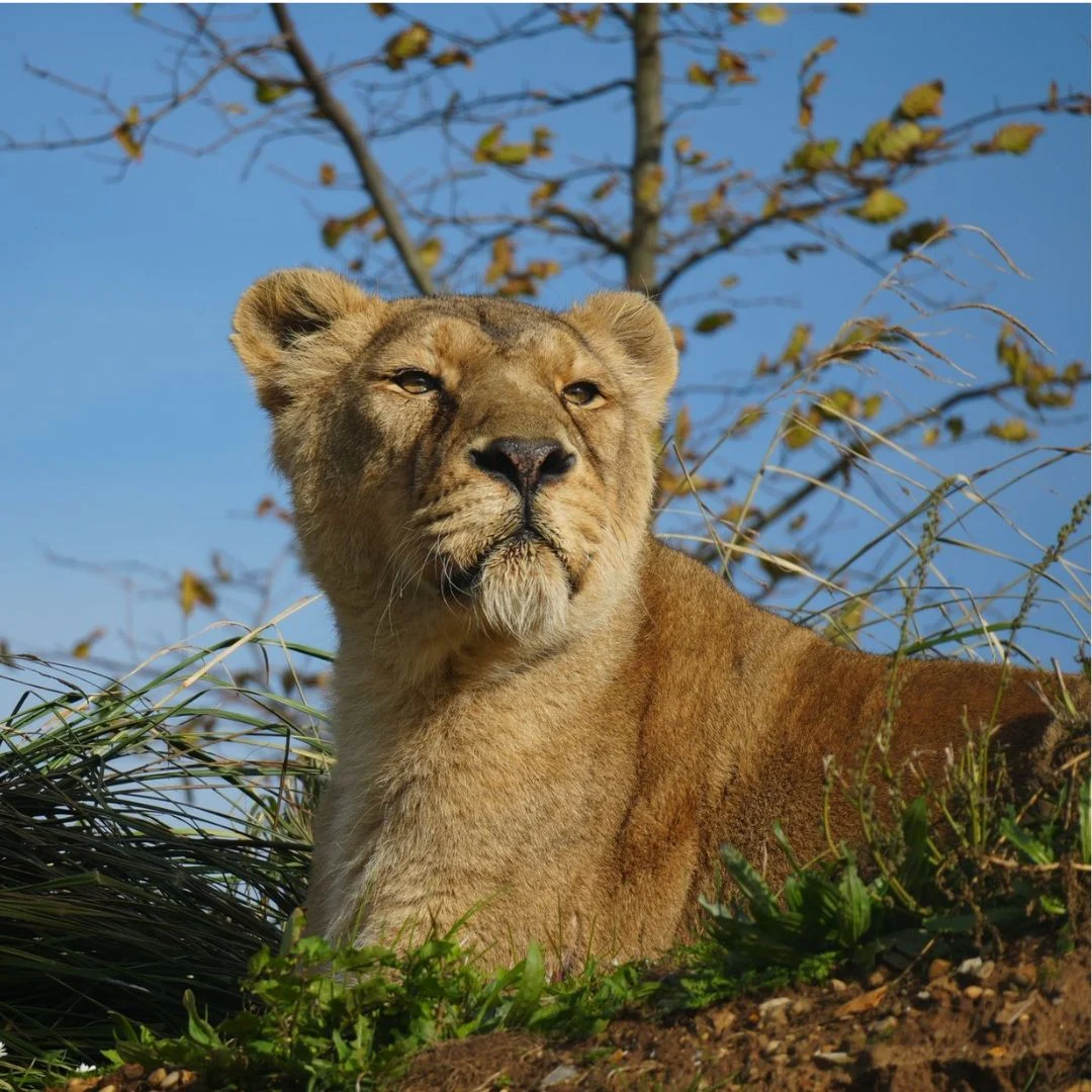rani the asiatic lioness at Jimmys farm and wildlife park