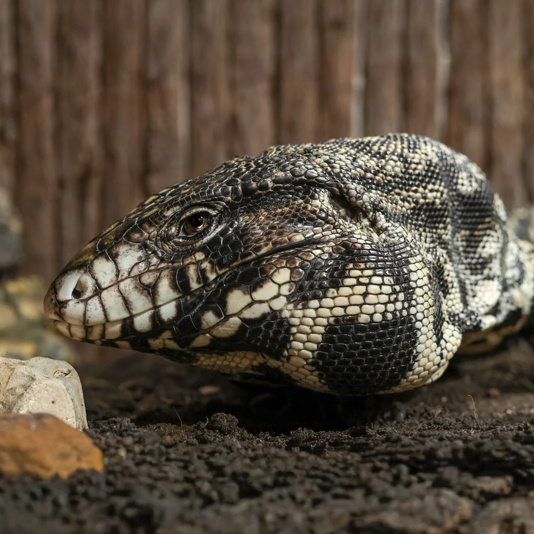 Reptiles