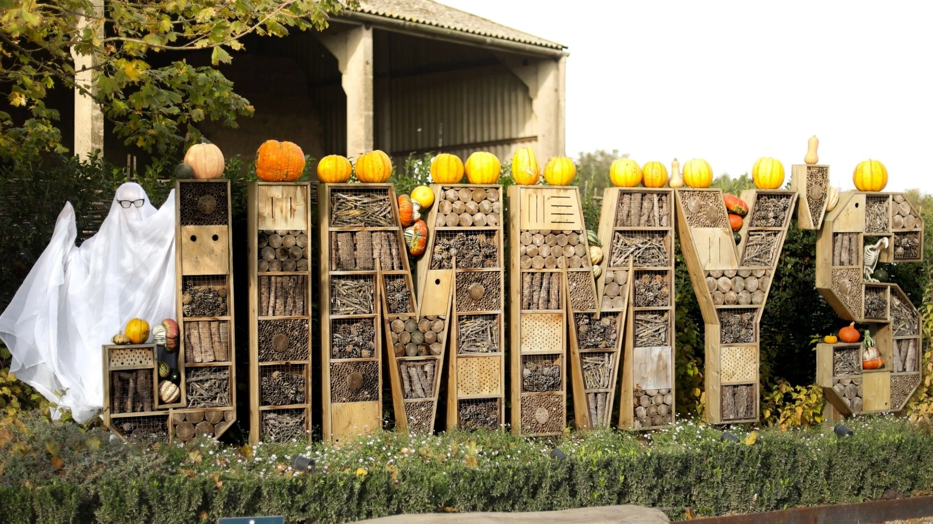 October half term and Jimmys farm - pumpkins and spooky season
